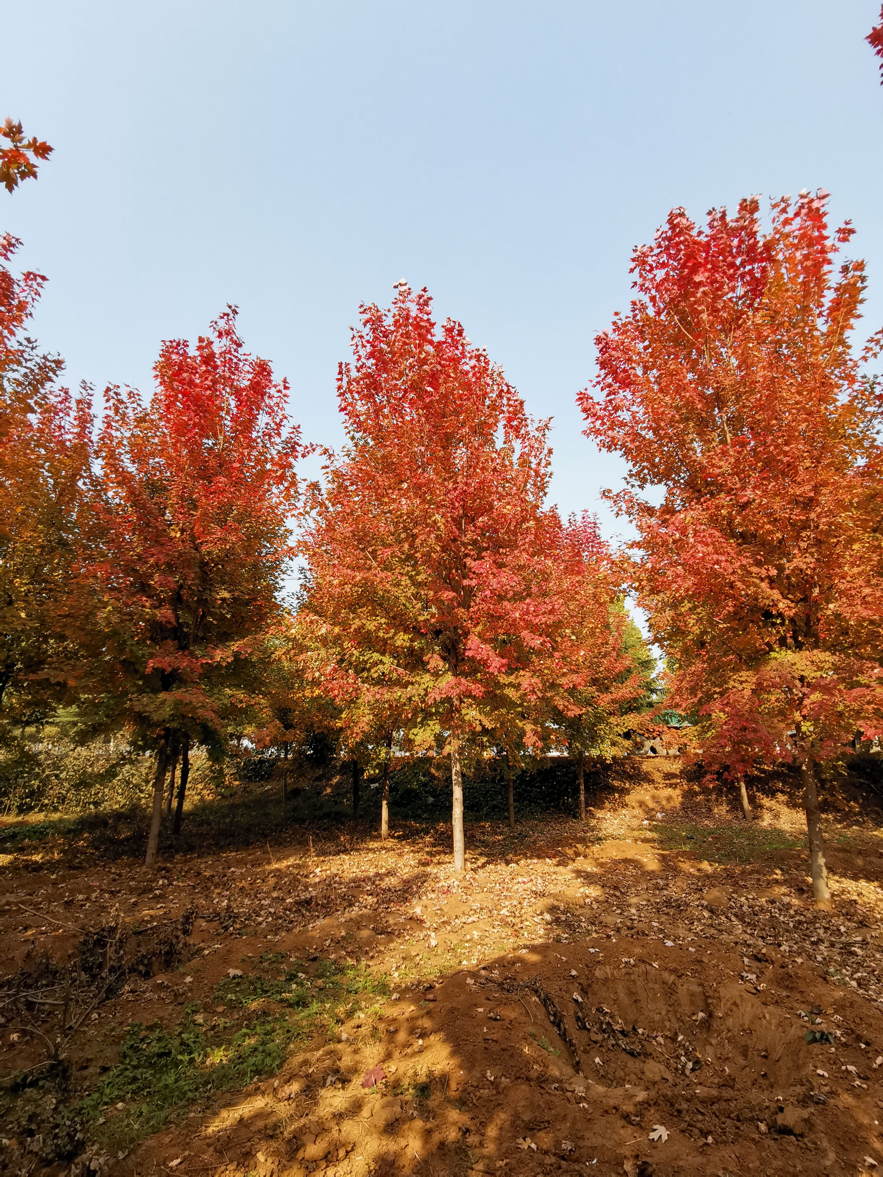 美國(guó)紅楓，10公分美國(guó)紅楓價(jià)格，12公分美國(guó)紅楓，基地銷售