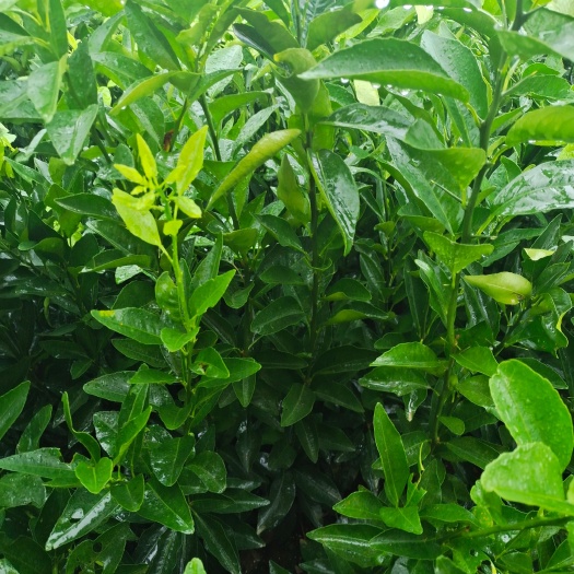 永州纽荷尔脐橙苗