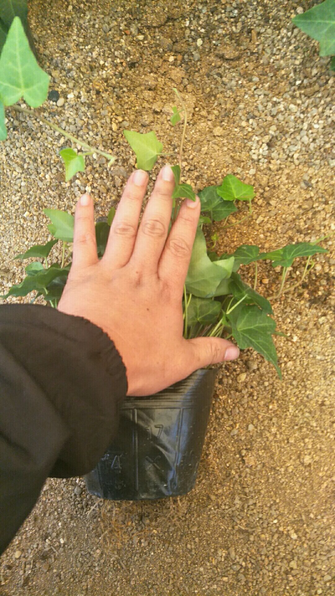 常青藤 精品常春藤，140黑杯。165白杯，145高角杯