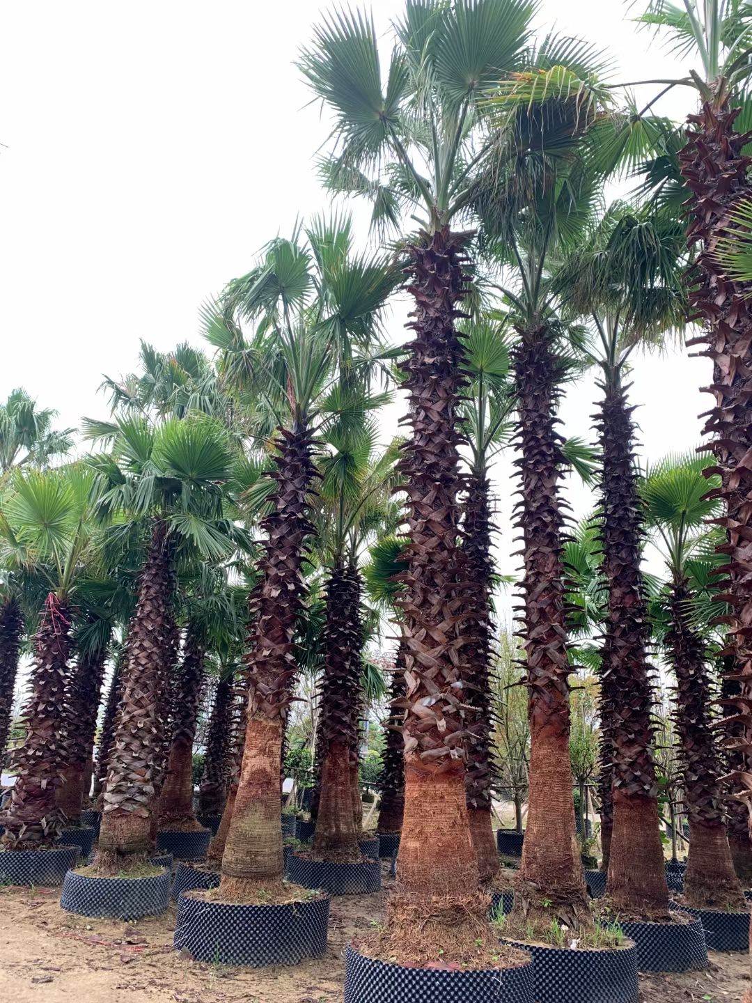 漳州桿高4米 自然高度6米 浙江老人葵（華盛頓棕櫚）批發價格