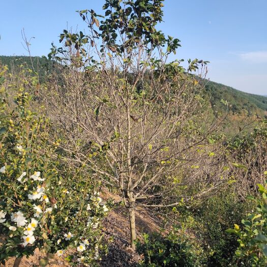 九江 江西基地8－12公分紫玉兰开园出售中。