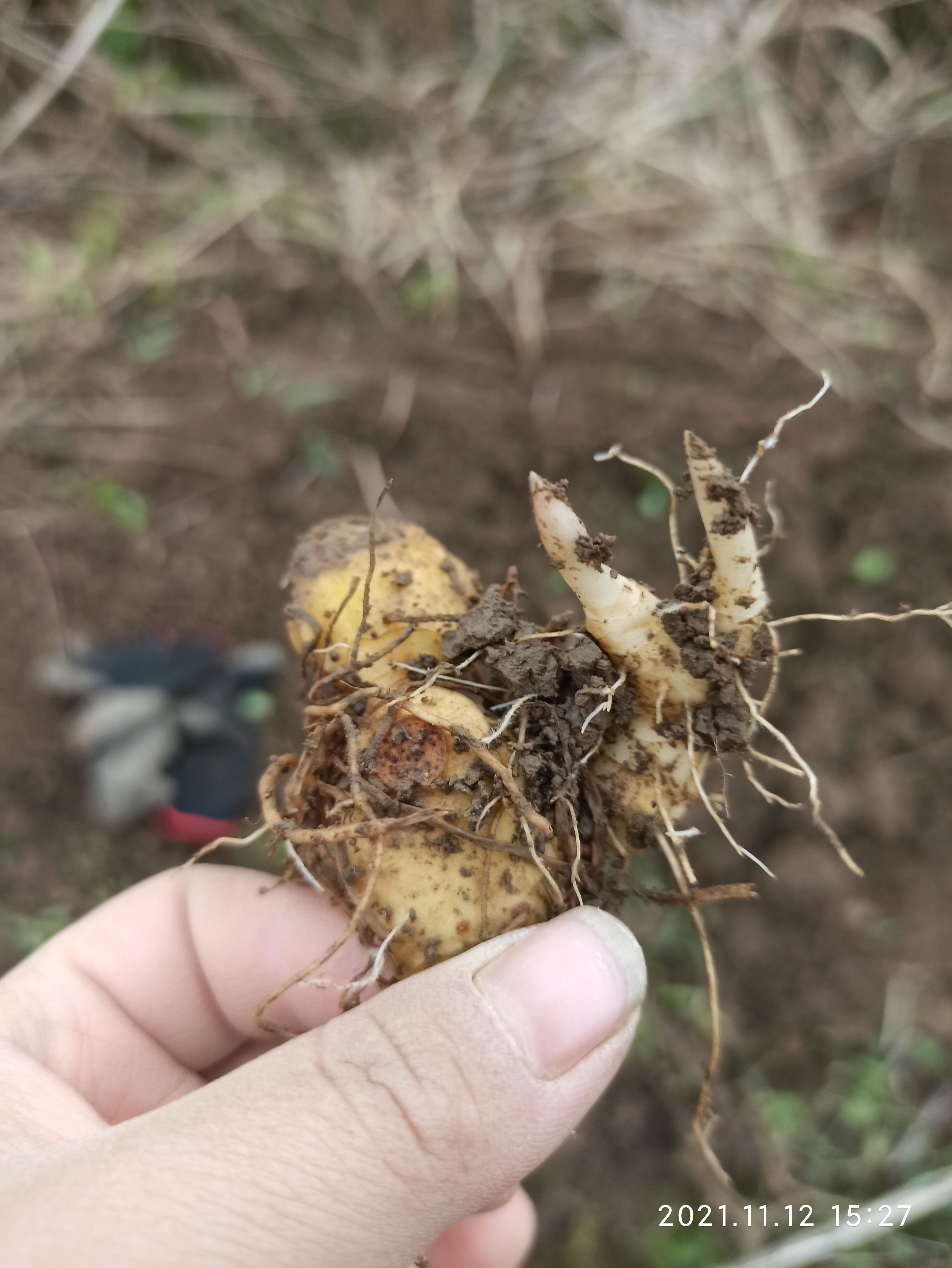 黄精种苗  黄精苗，多花姜形块茎芽苗，山姜芽头，老虎姜带芽头