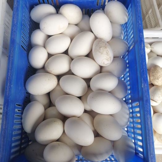 鹅种蛋  皖浦种蛋需要联系