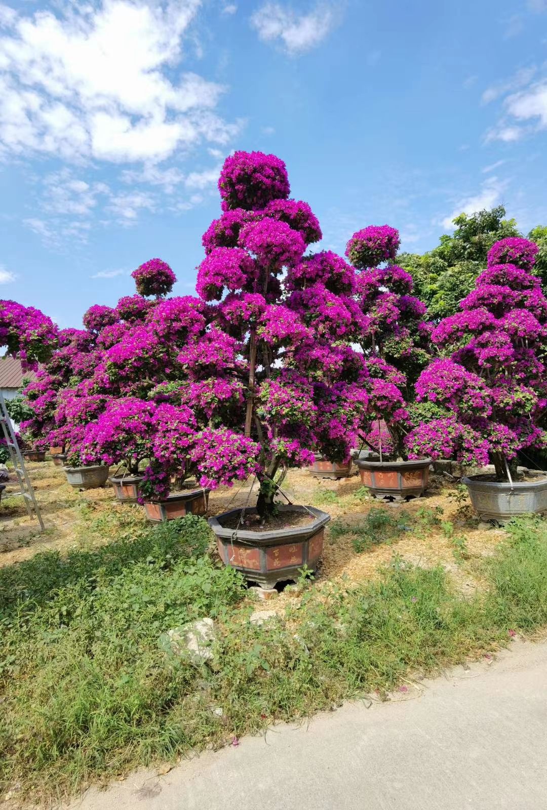 紫花三角梅  高度3.5米 大型紫色造型三角梅盆景 三角梅树桩 勒杜鹃