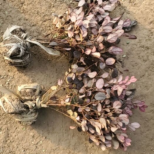 杭州红花继木毛球