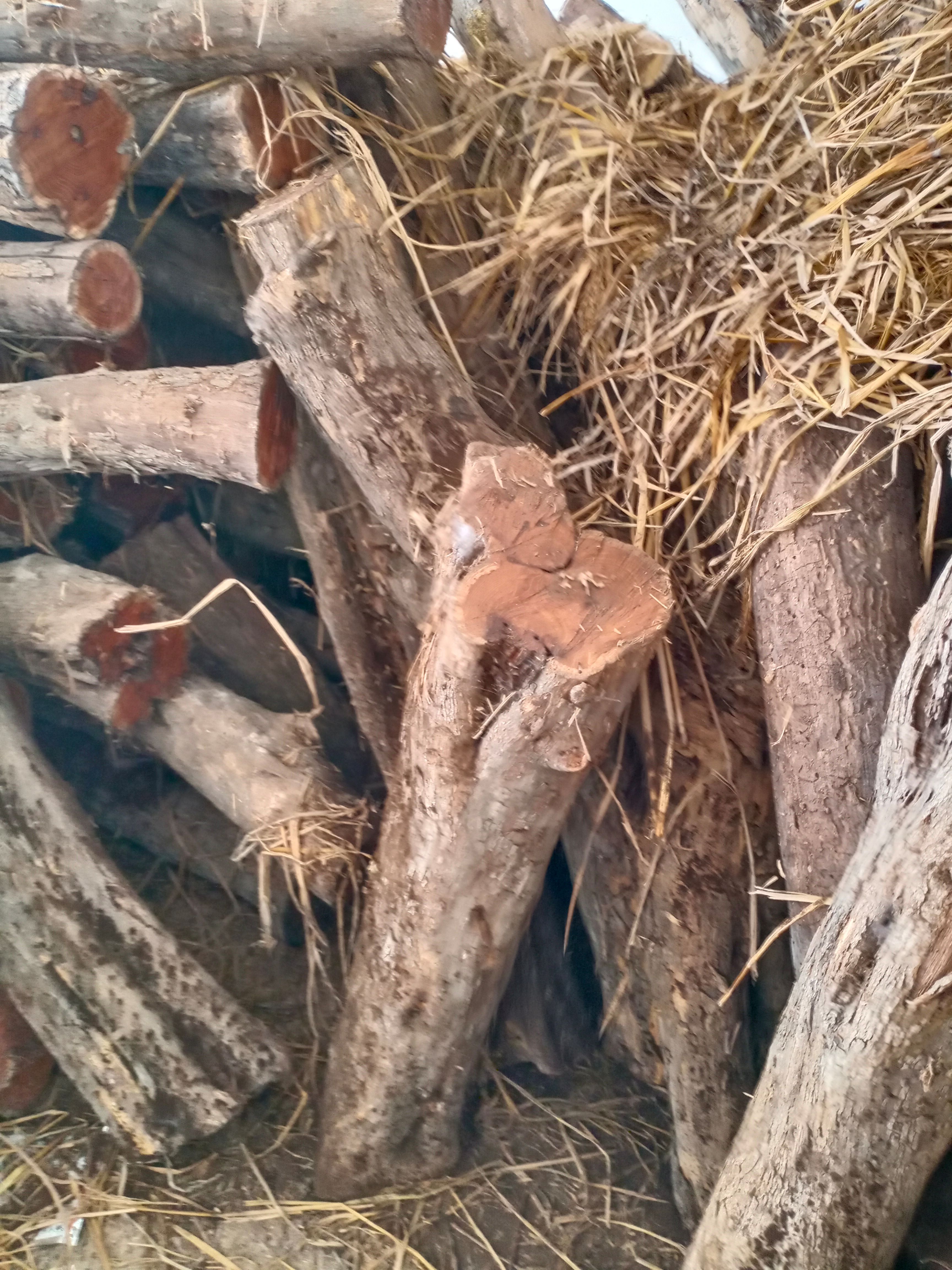  北方老柘木，干湿料都有，统货，