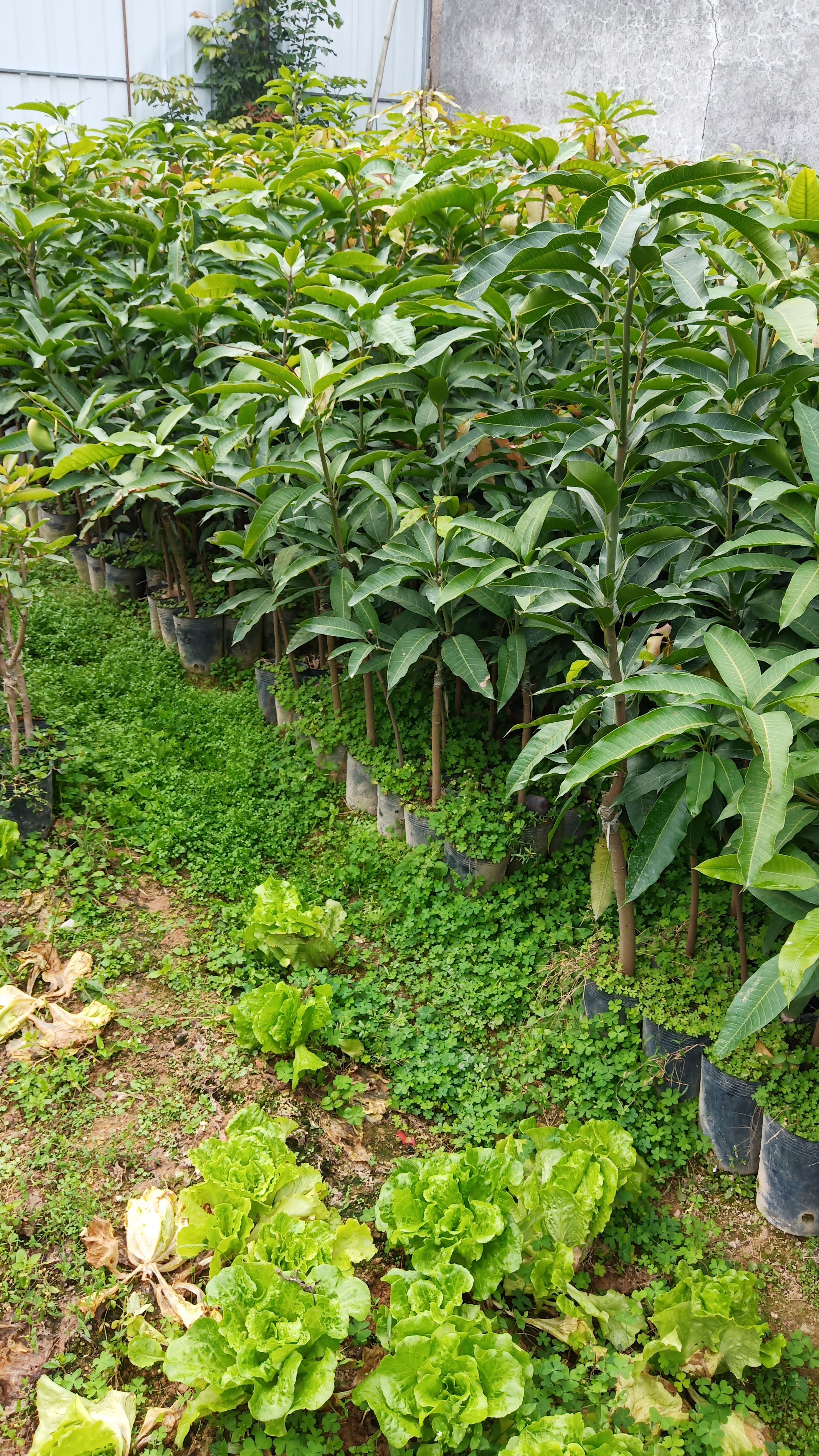 金煌芒果苗四季芒果苗原生芒果苗中杯苗