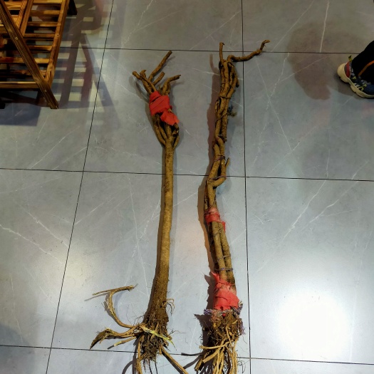 浑源县白皮芪 自然生长，无农药，无管理，十五年以上。