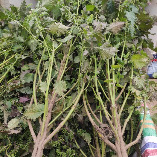 扶沟县紫苏种子 紫苏选种正当时（过粗，过筛，过细）