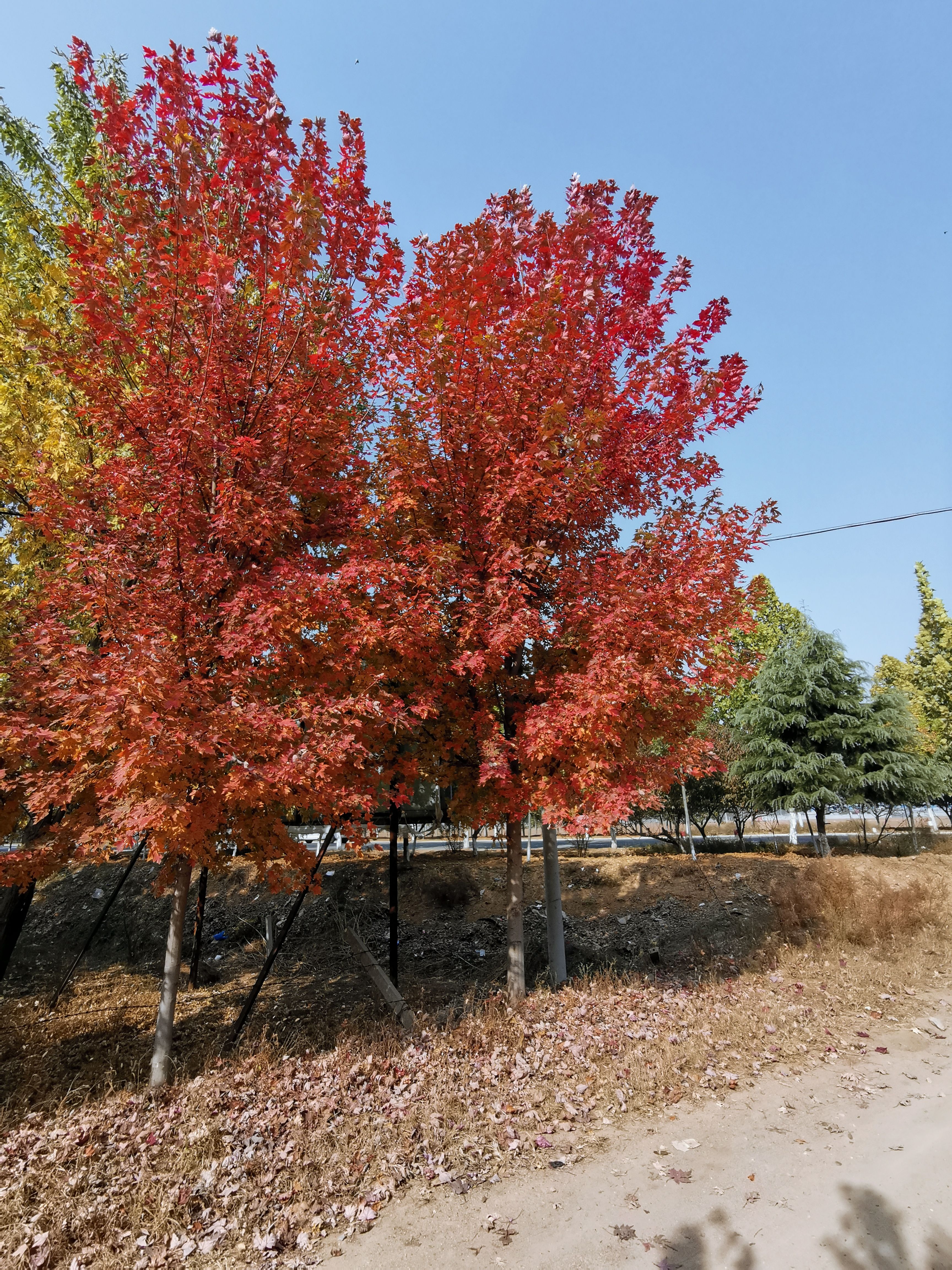 美國(guó)紅楓，10公分美國(guó)紅楓價(jià)格，12公分美國(guó)紅楓，基地銷售