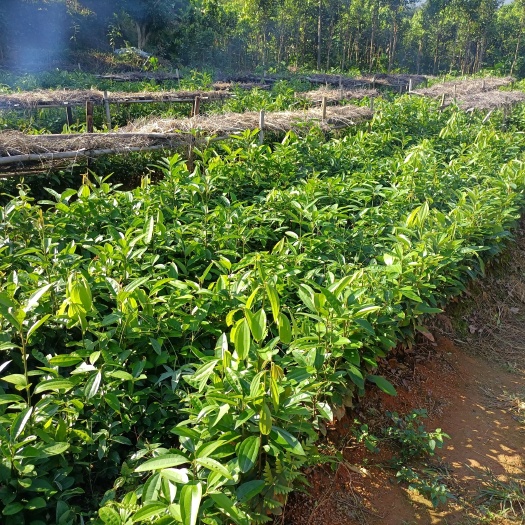 德庆县肉桂苗  一年二年苗 桂皮树种苗 提供种植技术