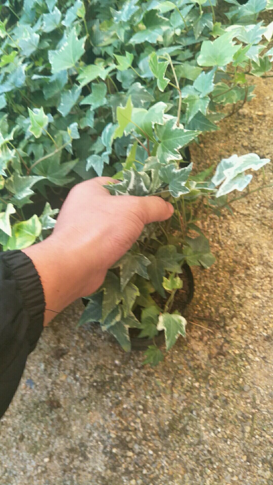 常青藤 精品常春藤，140黑杯。165白杯，145高角杯