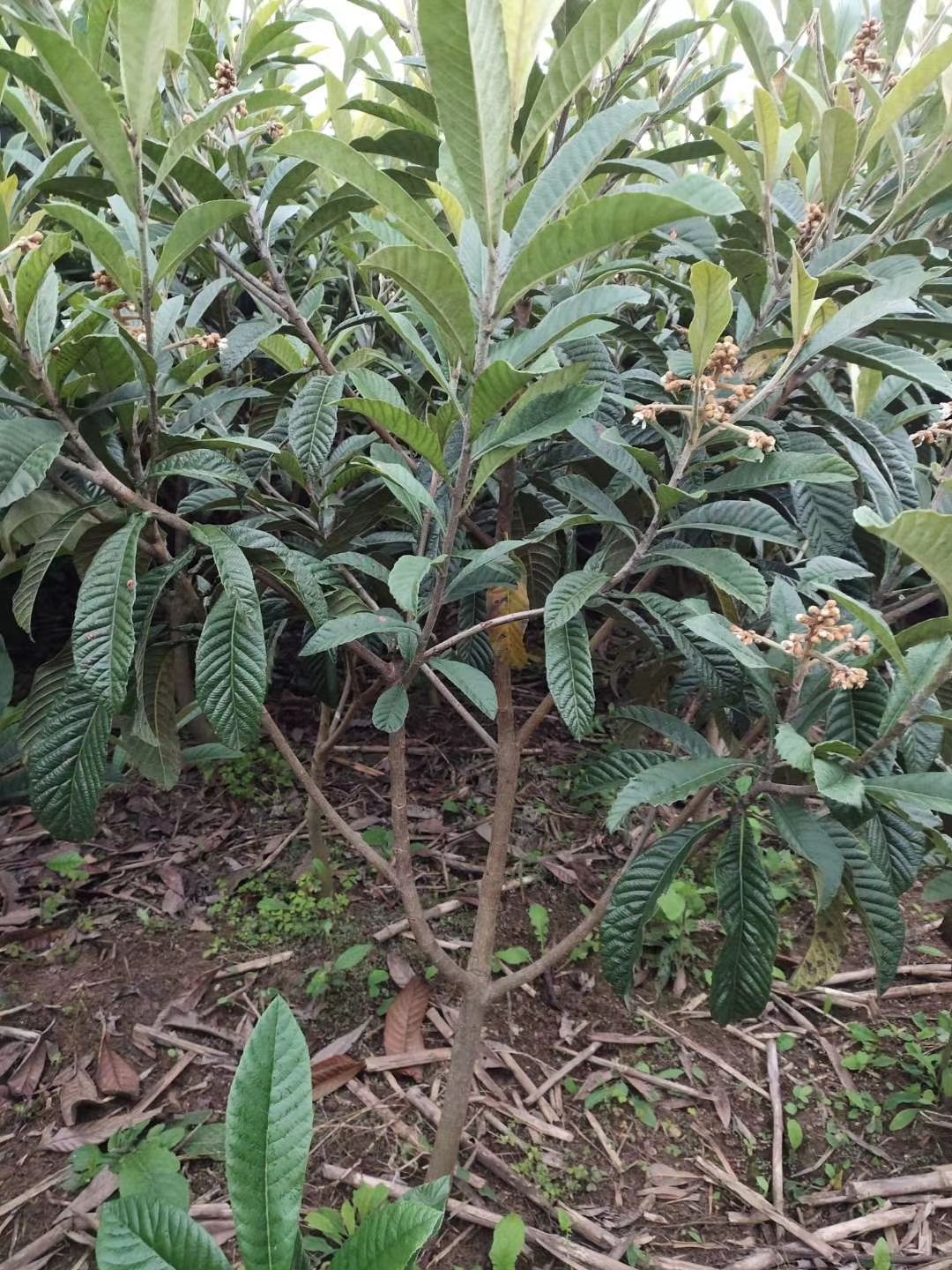 （放心苗）大五星枇杷苗，挂果树苗，两公分至五公分，可签合同