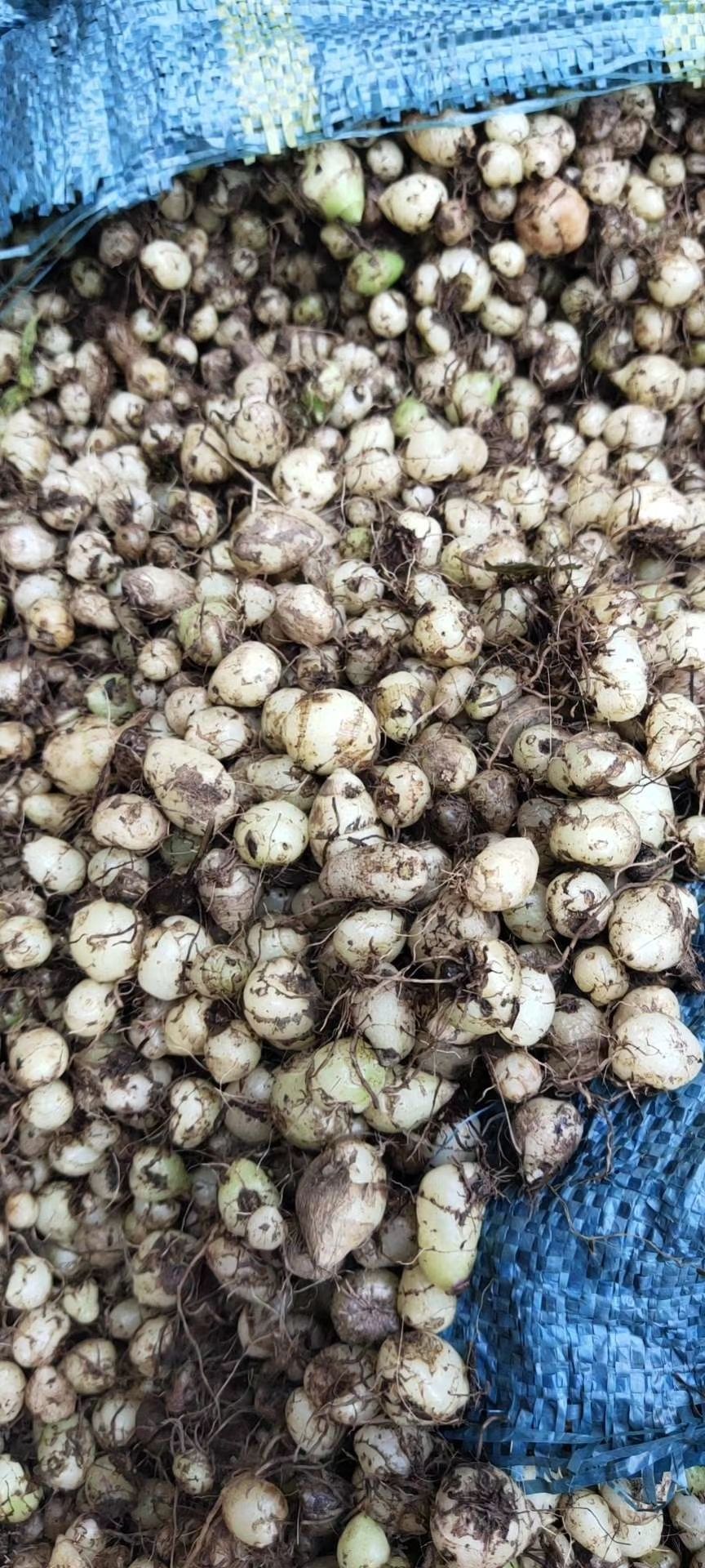  滇黄精干货，干片接大额订单，长期供应订单