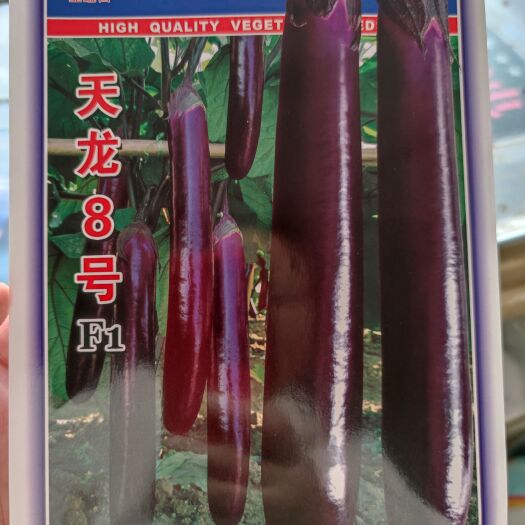 南昌天龙8号茄子种子.1000粒