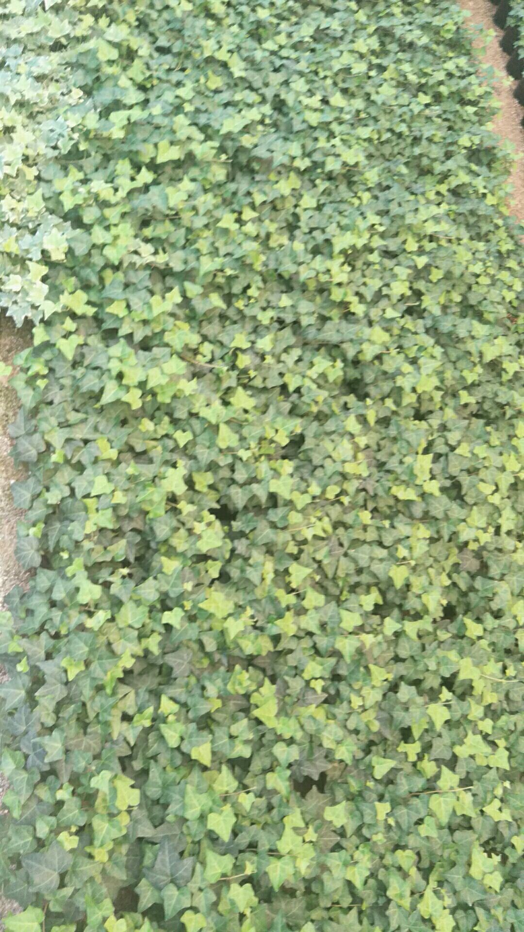 常青藤 精品常春藤，140黑杯。165白杯，145高角杯