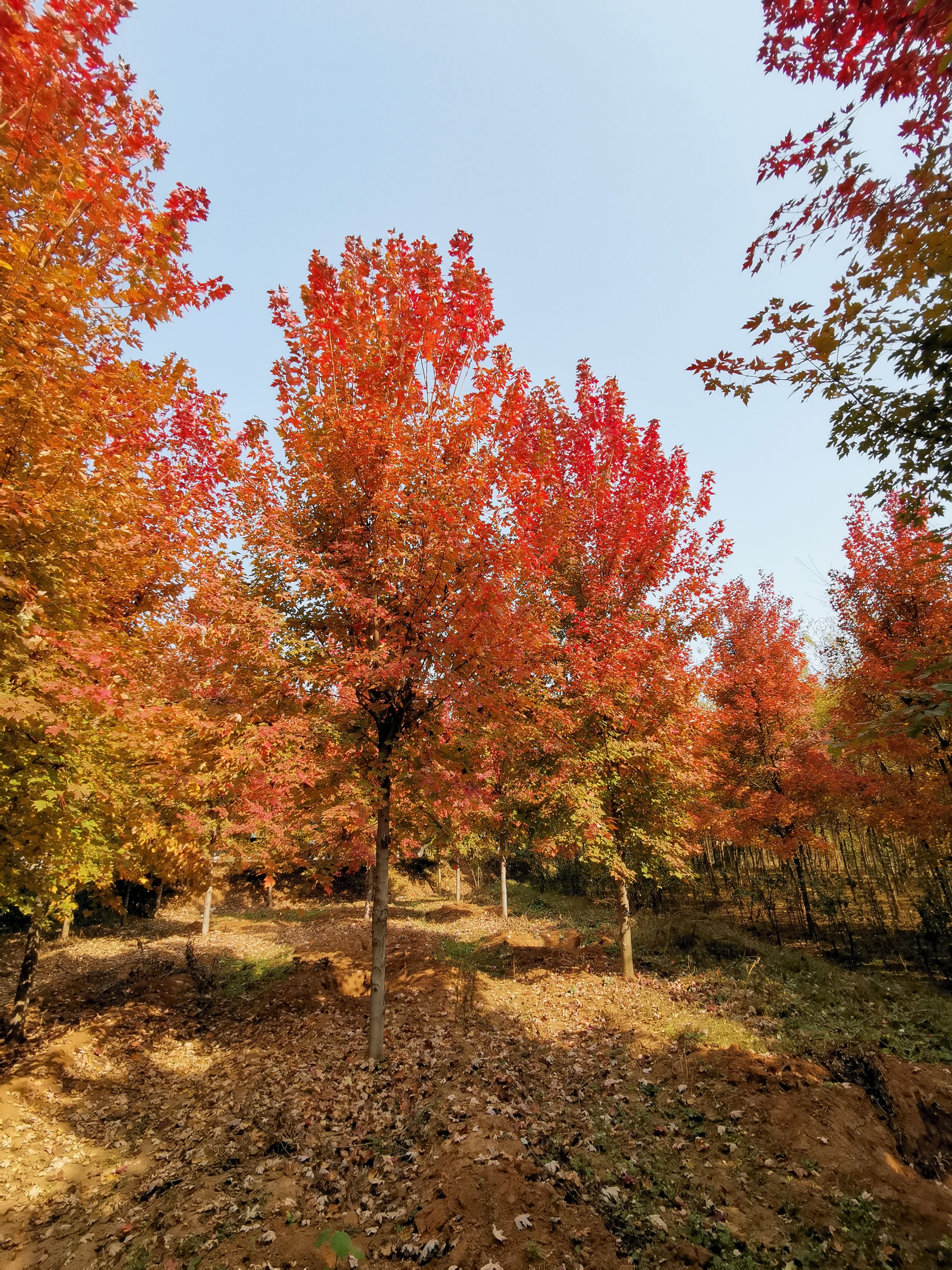 美國(guó)紅楓，10公分美國(guó)紅楓價(jià)格，12公分美國(guó)紅楓，基地銷售