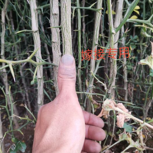 沂南县枳壳苗  自家种植四年枳壳大苗！根系发达价格美丽欢迎骚扰！