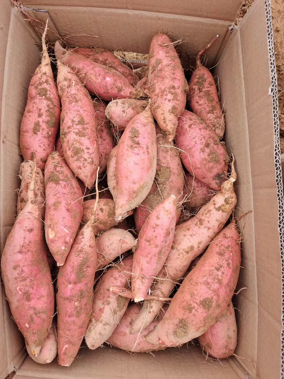 2024年烟薯烤块5两-1斤半山东蜜薯 大烟薯烤地瓜烟薯25