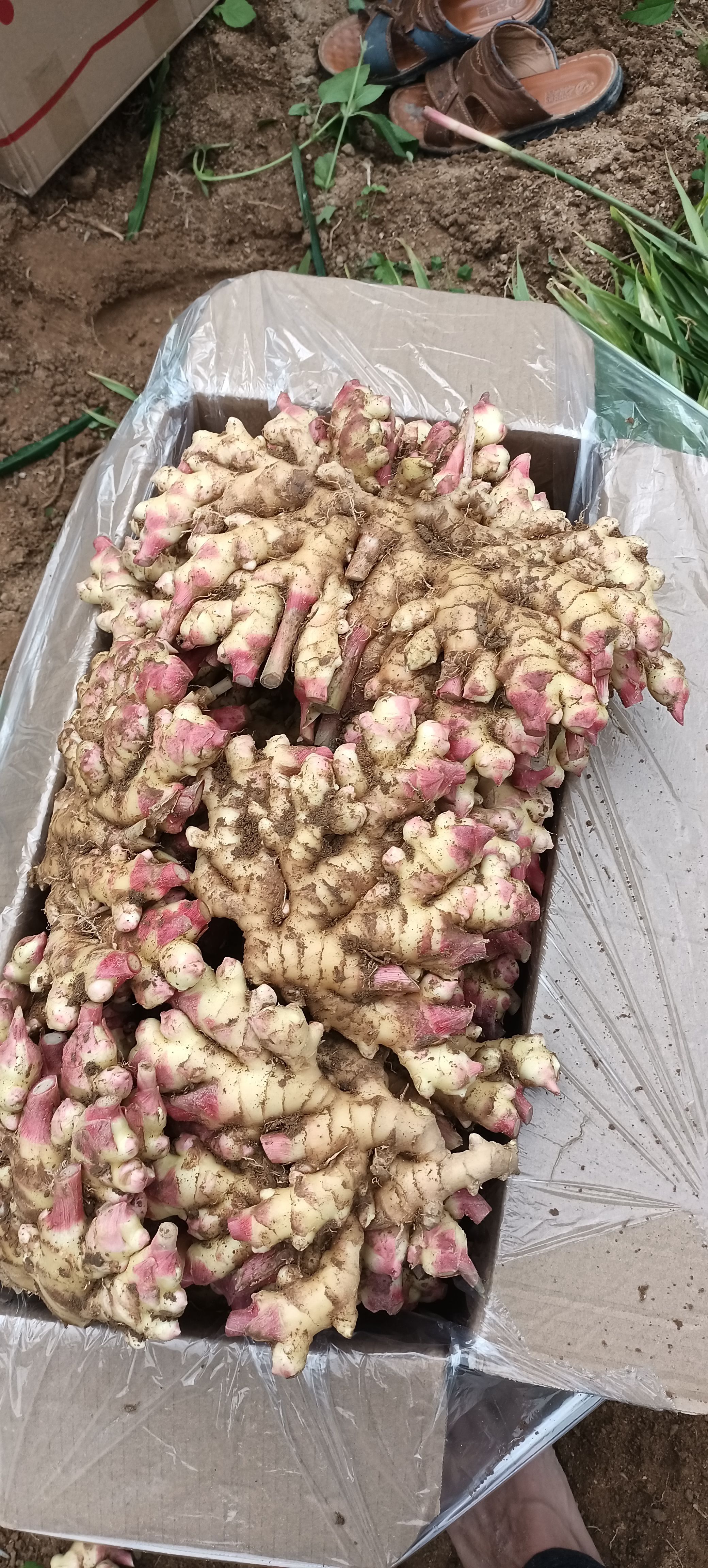 小黄姜  本地小黄姜 老姜  月子姜 鲜姜 小黄姜 小黄姜