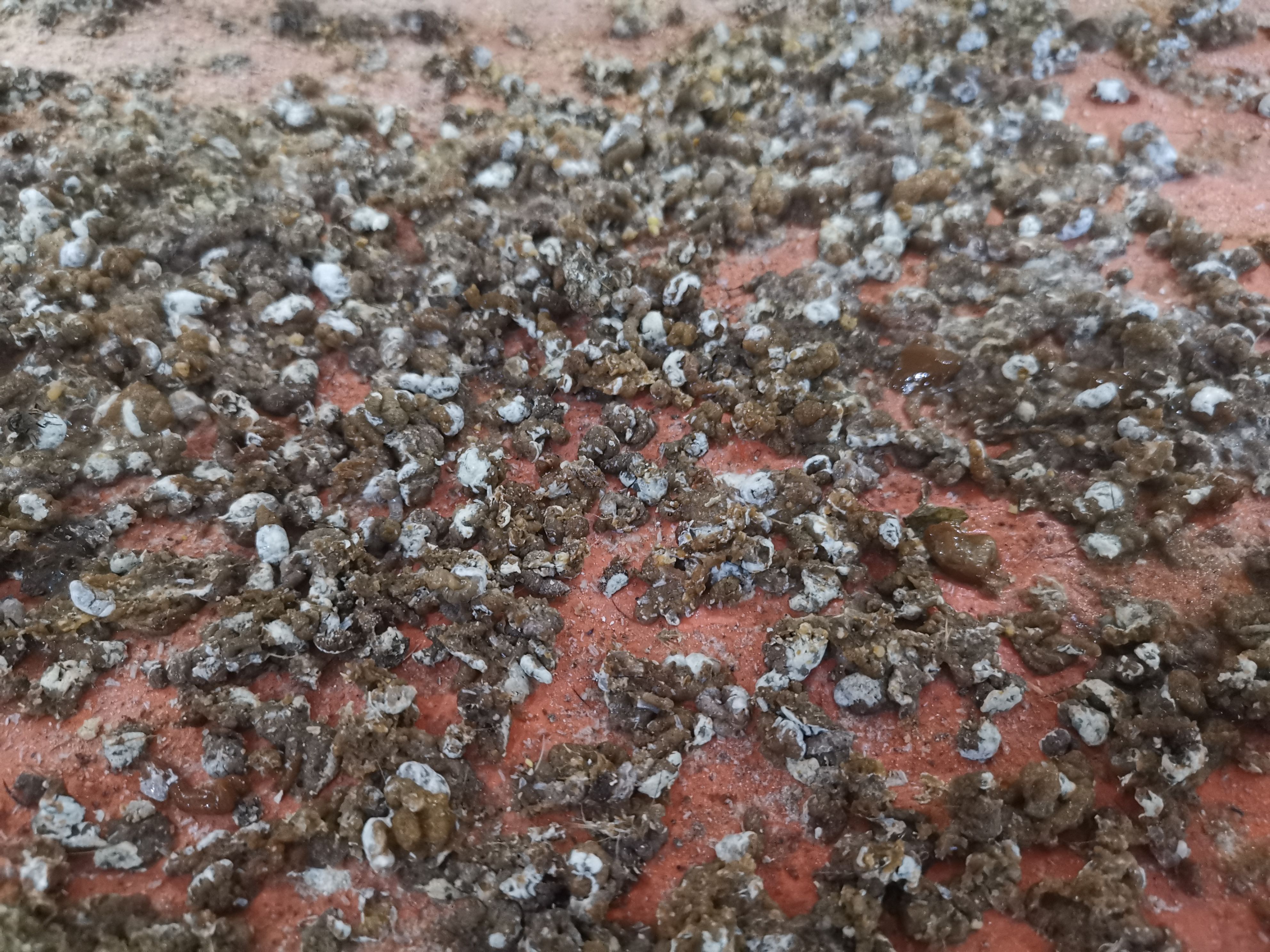 鸟粪 鹌鹑粪非干粪颗粒分明