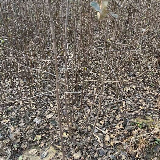 遵化市寒富苹果树苗 烟富8苹果