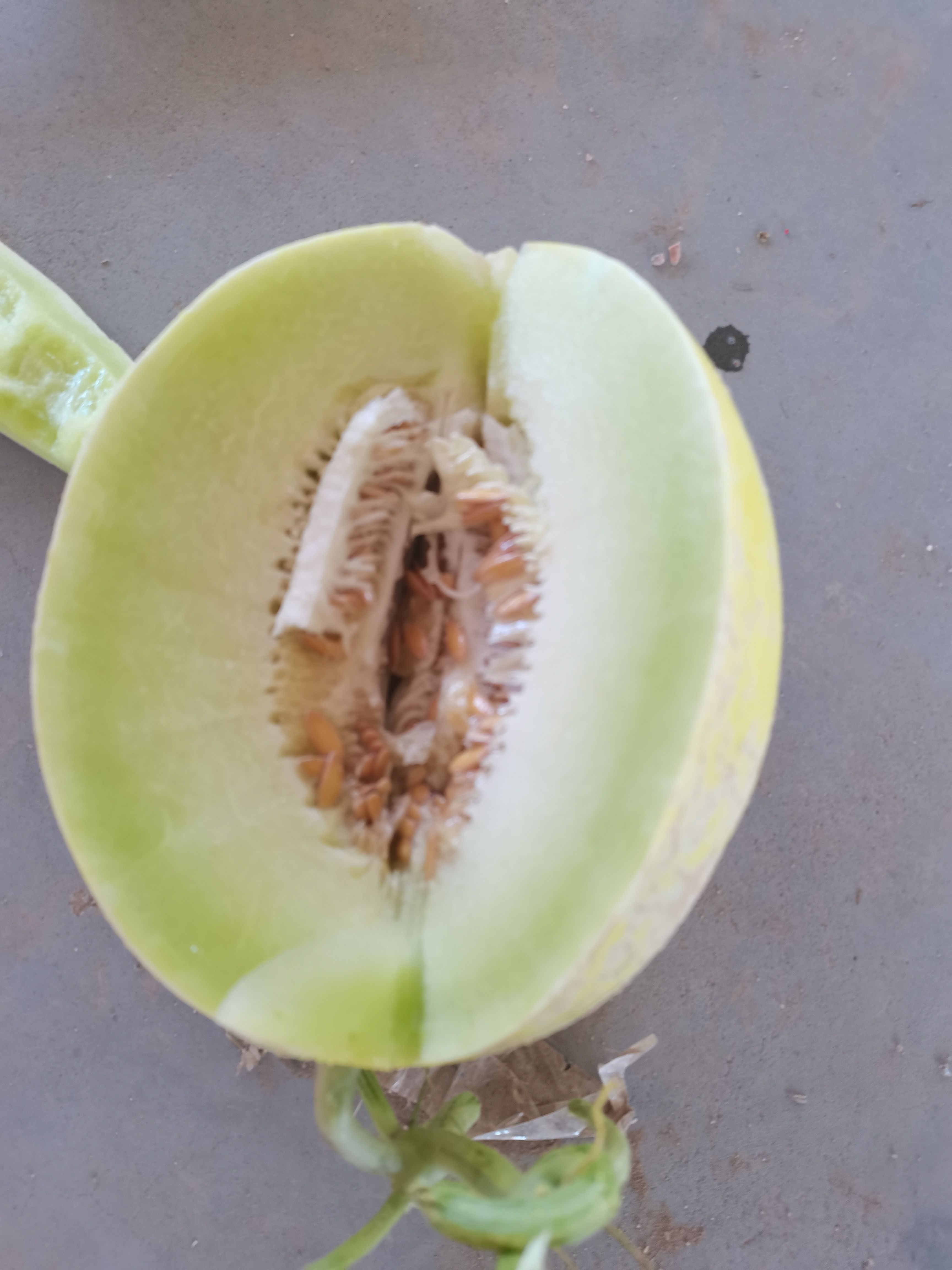 海南精品玉菇大量现货，产地一手货源，价格美丽。