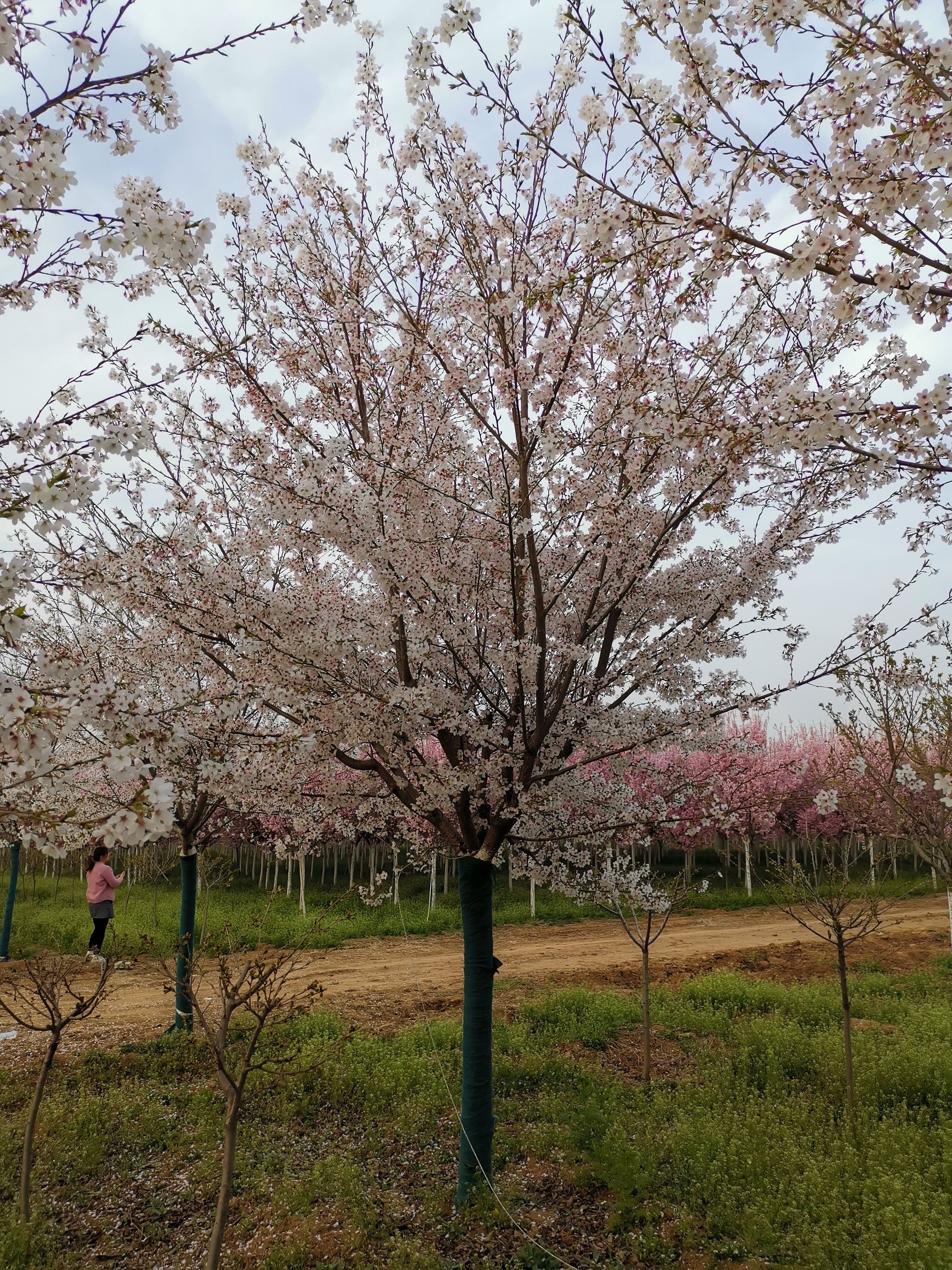 12公分染井吉樱花，分枝1.8米染井吉樱花，