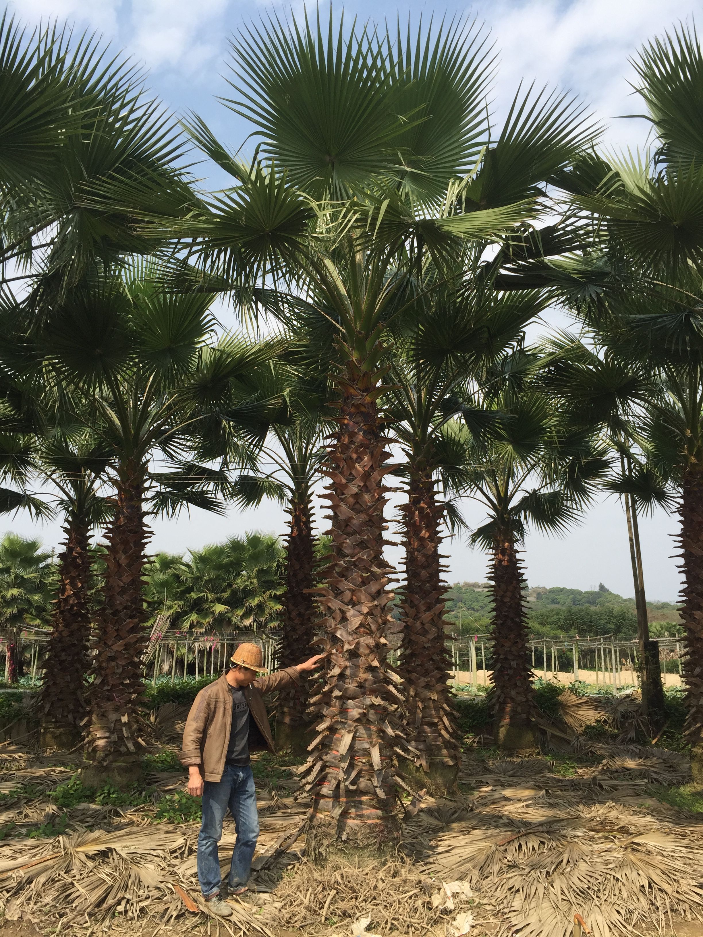 杆高6米 自然高度8米 湖北老人葵（华盛顿葵）批发价格棕榈树