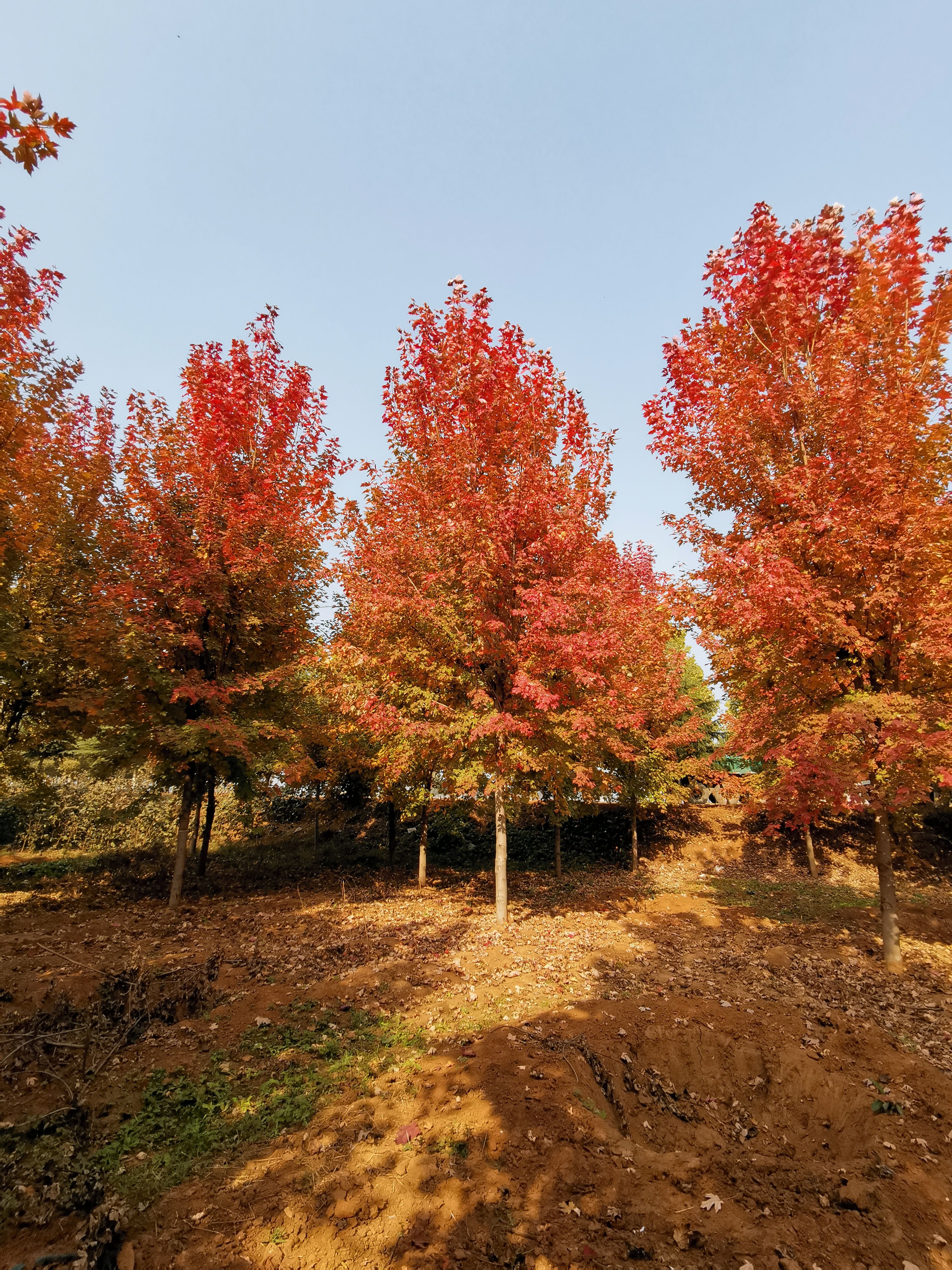 美國(guó)紅楓，10公分美國(guó)紅楓價(jià)格，12公分美國(guó)紅楓，基地銷售