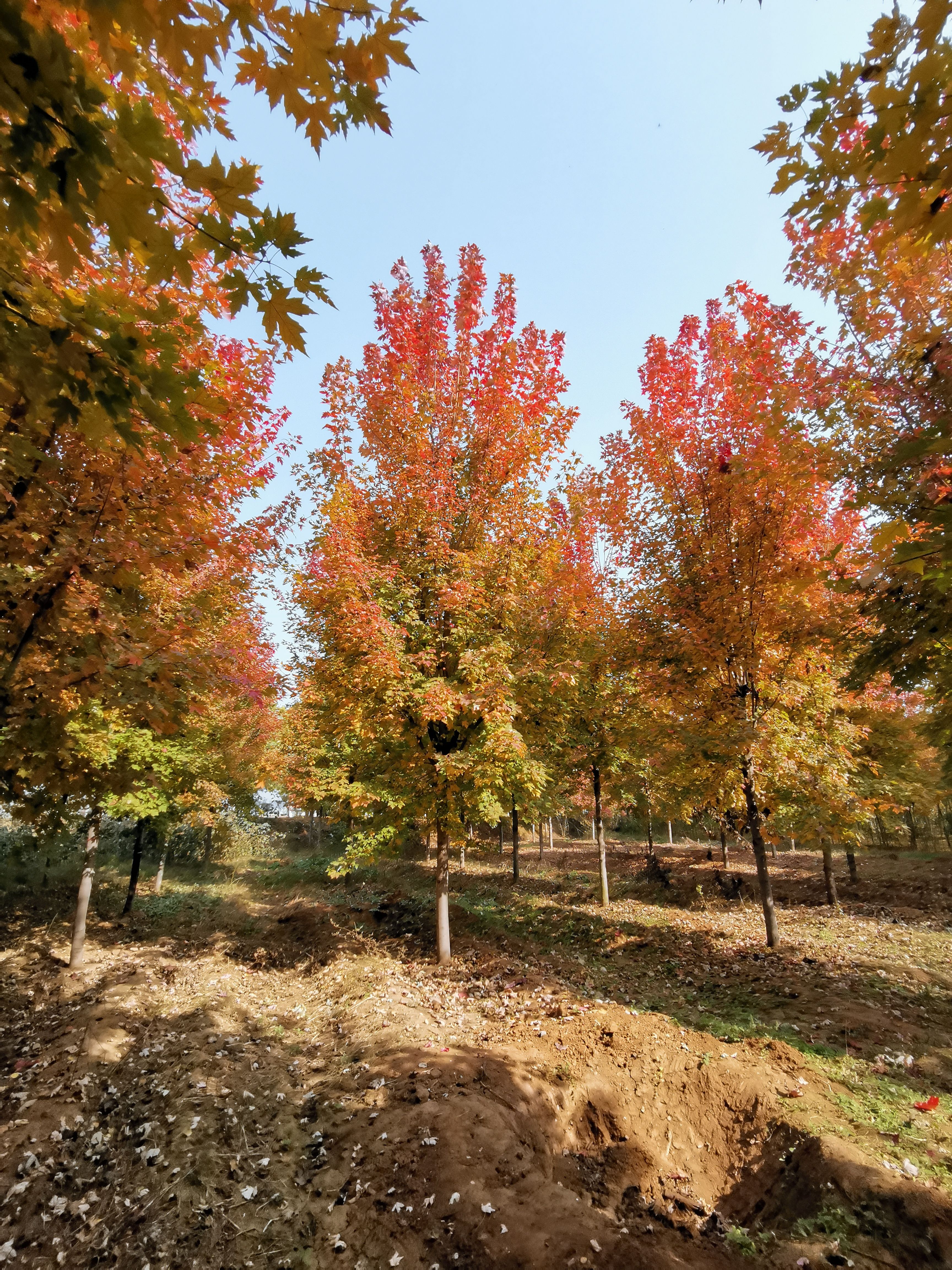 美國(guó)紅楓，10公分美國(guó)紅楓價(jià)格，12公分美國(guó)紅楓，基地銷售