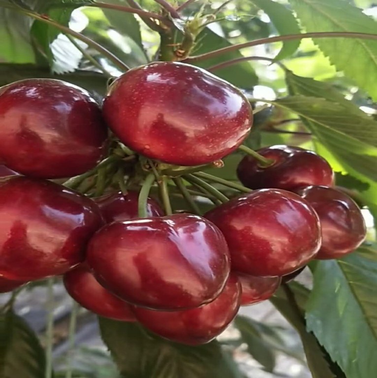 沙王樱桃苗 新沙王低温大樱桃