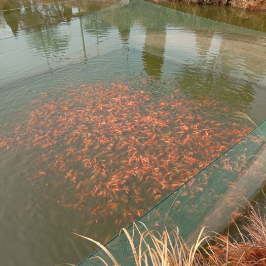 兴国县黄鲤鱼 水产出售，