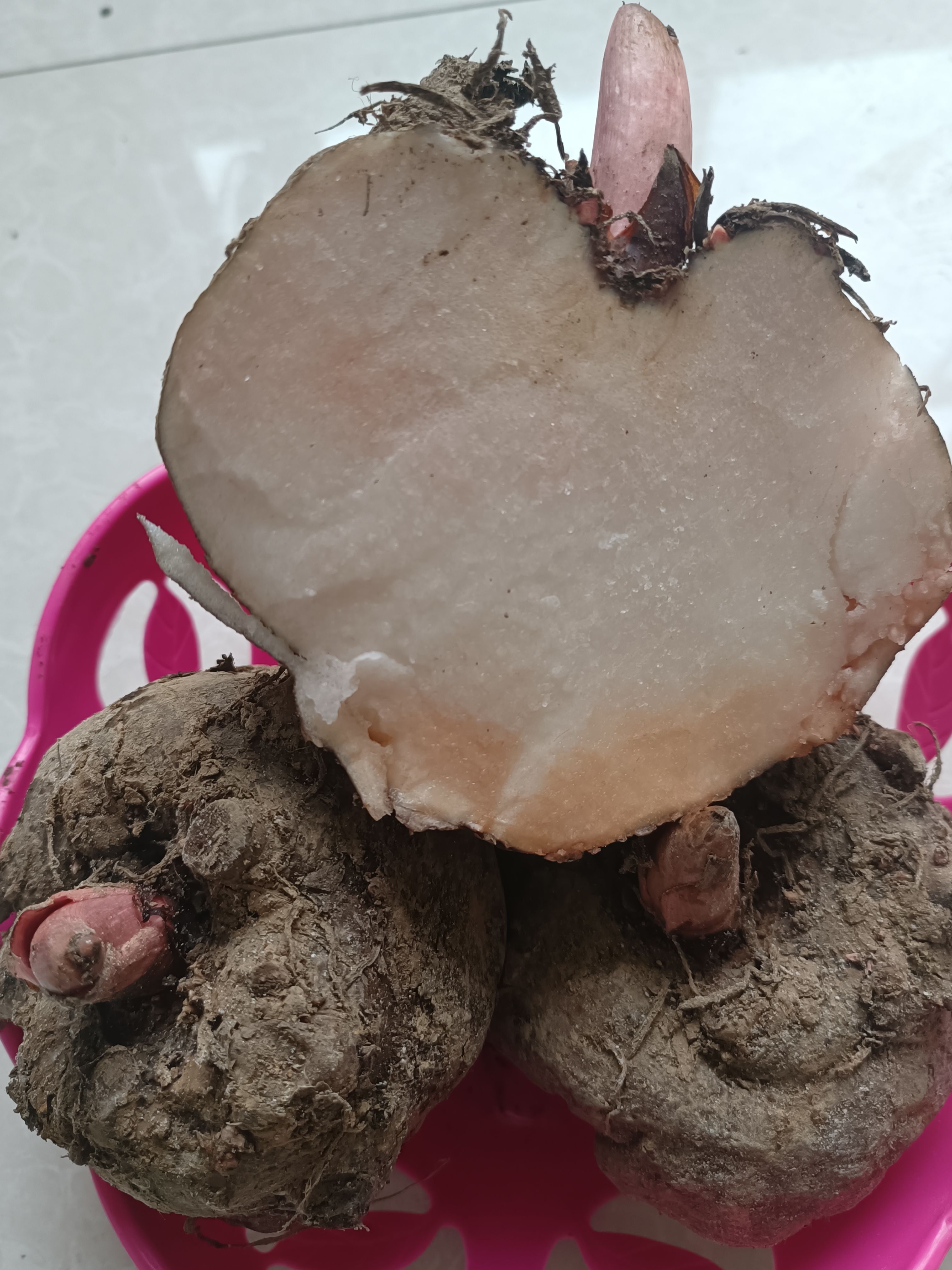 恩施魔芋新鲜大魔芋生魔芋现挖正宗农家自种白魔芋头豆腐原