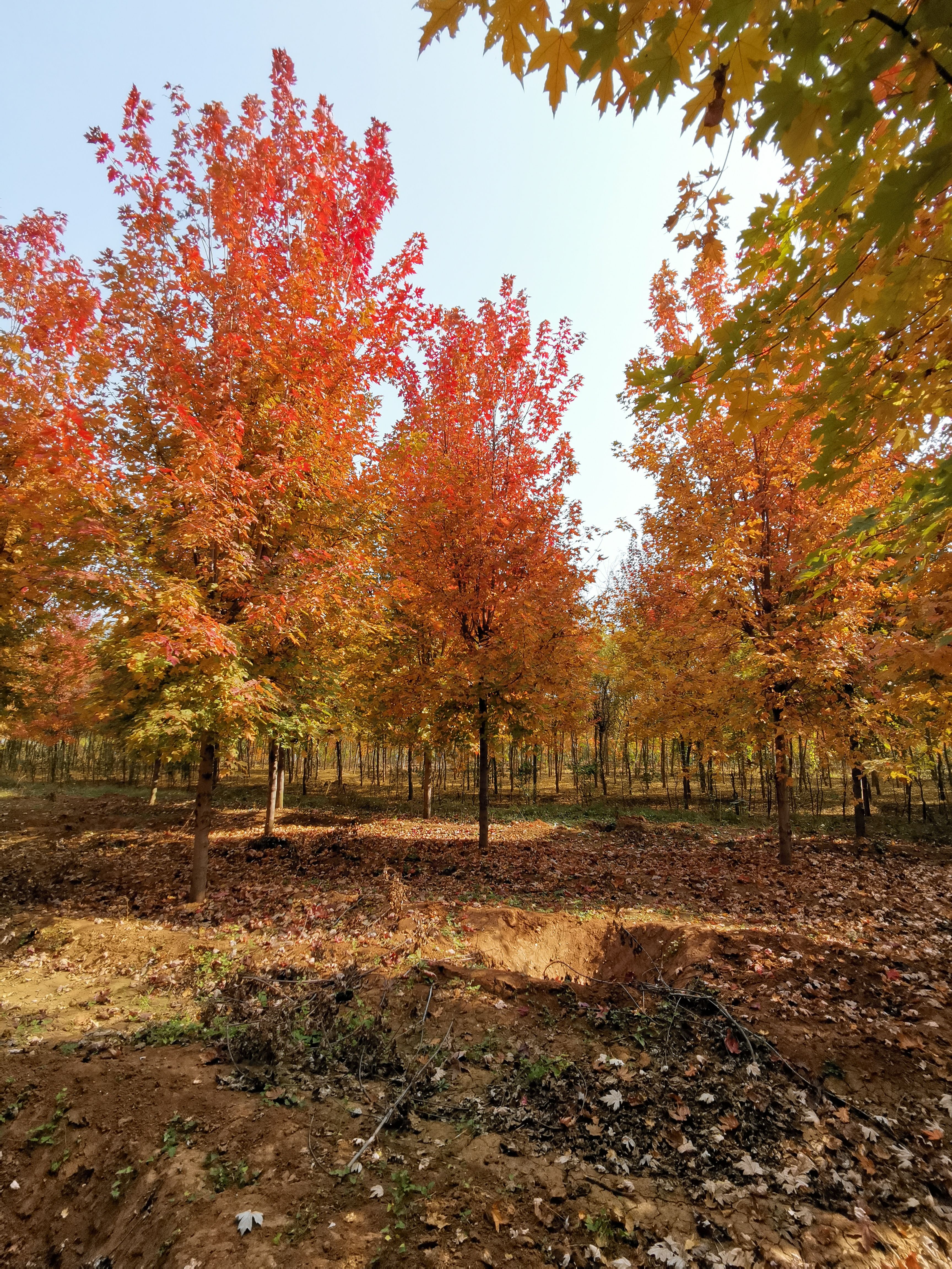 美國(guó)紅楓，10公分美國(guó)紅楓價(jià)格，12公分美國(guó)紅楓，基地銷售