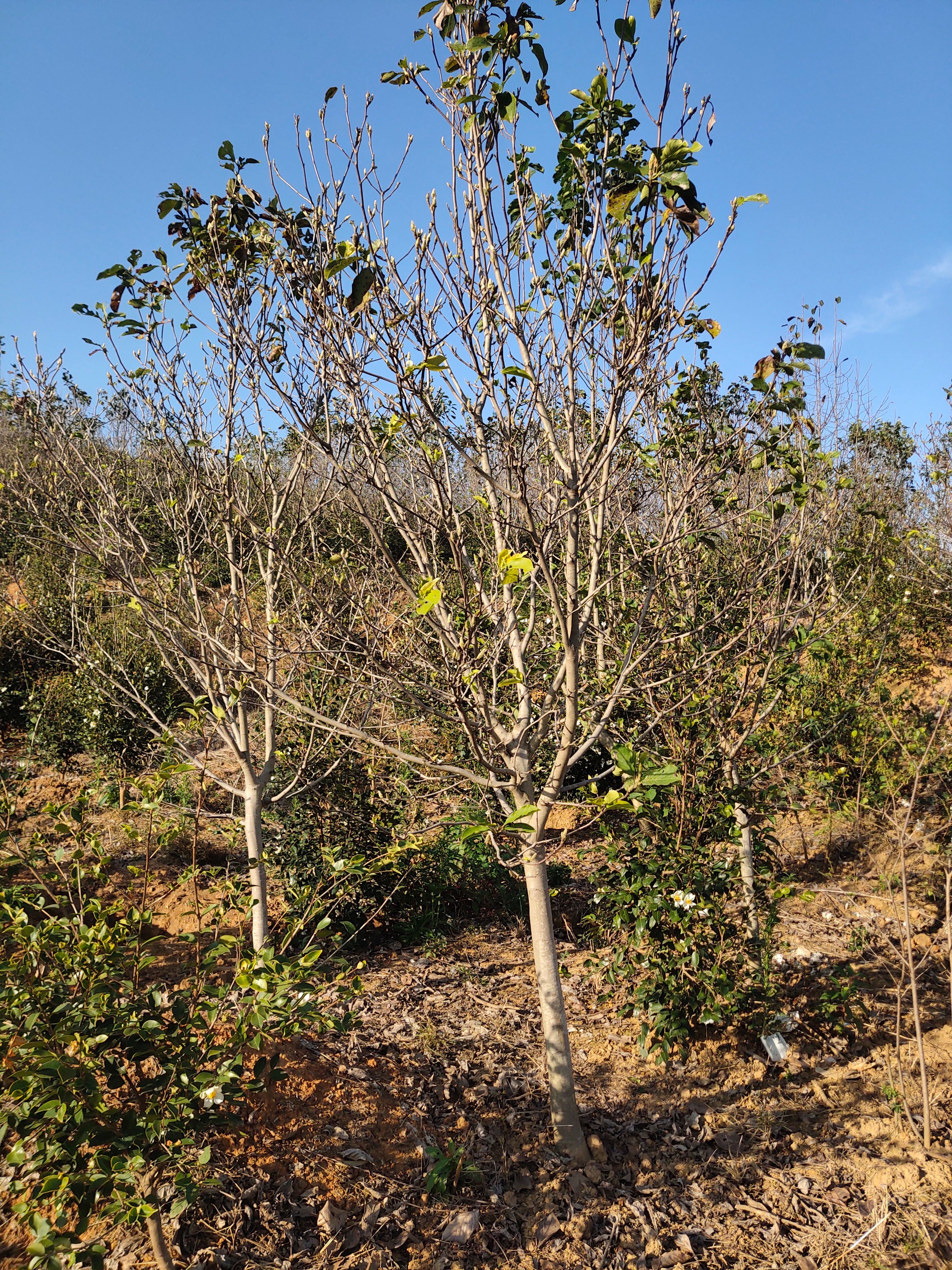  江西基地8－12公分紫玉兰开园出售中。