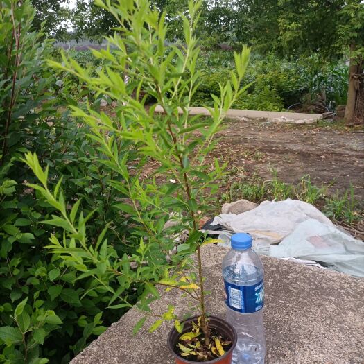 开原市珍珠绣线菊双色盆杯苗
