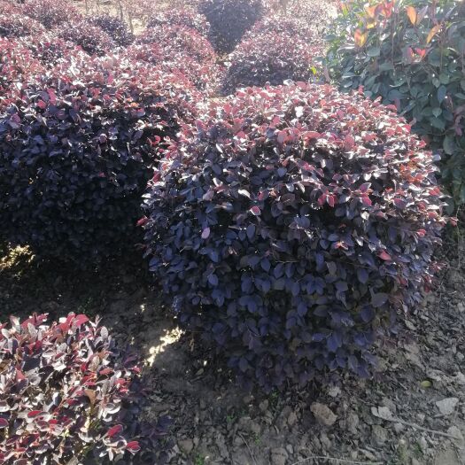 汝南县双面红  红花继木球