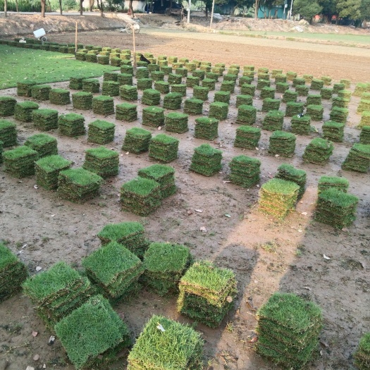 佛山草  绿化草皮
