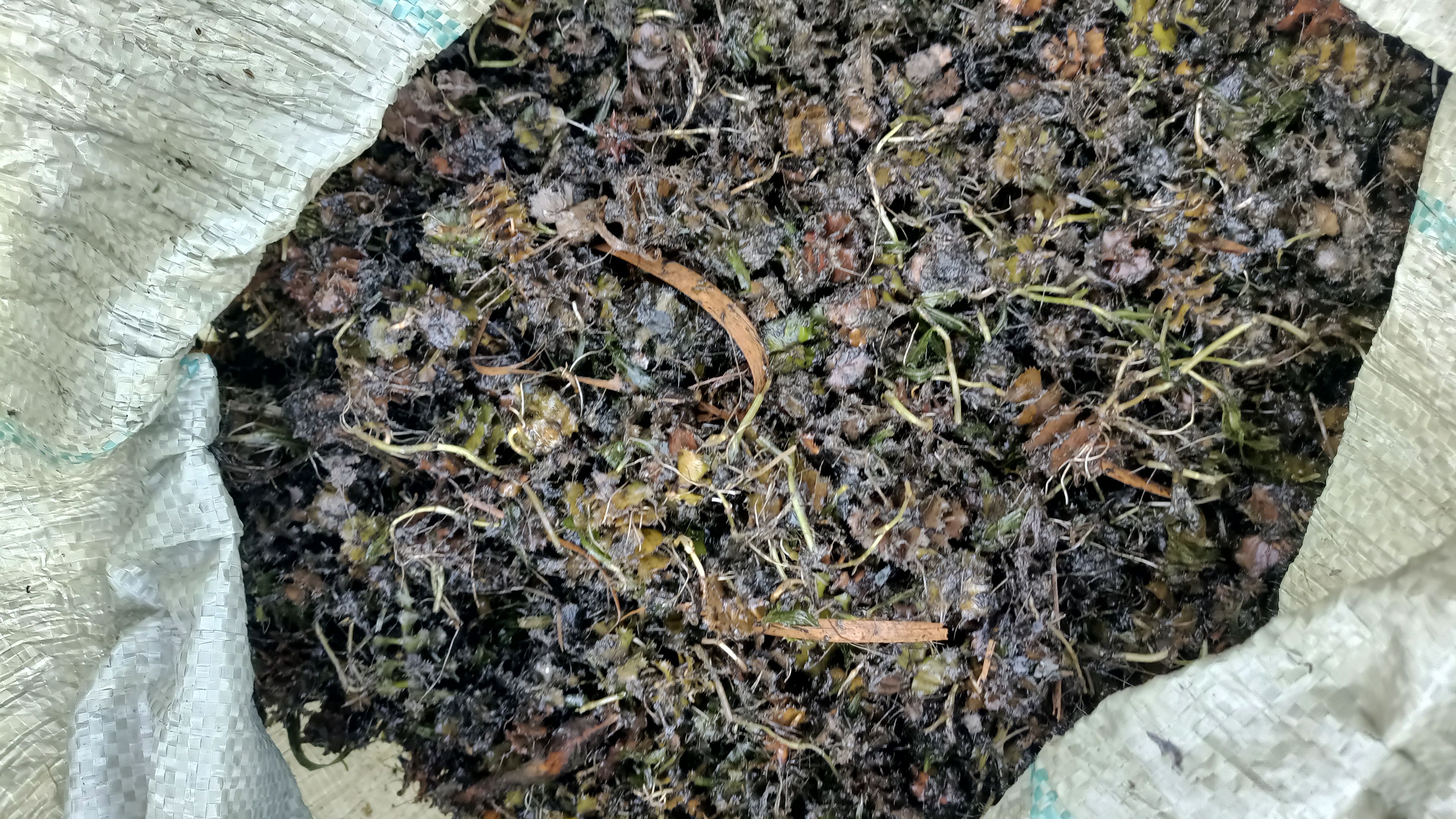 菹草
