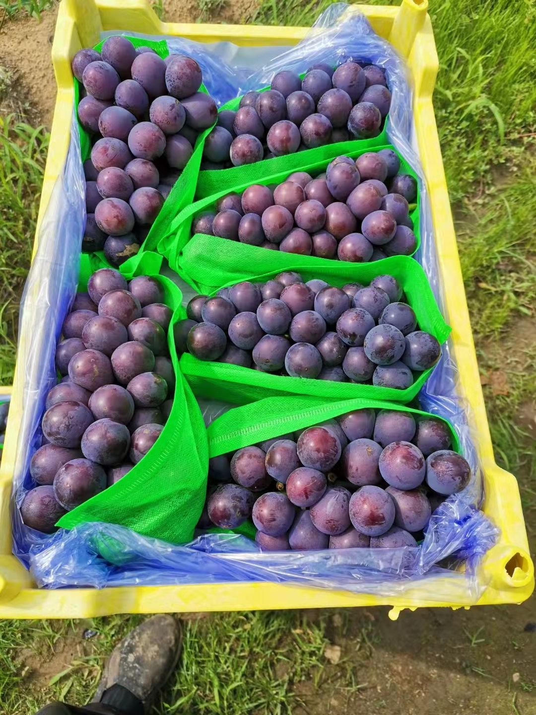 巨峰葡萄 黄箱葡萄一排排有需要老板你就来价格优惠