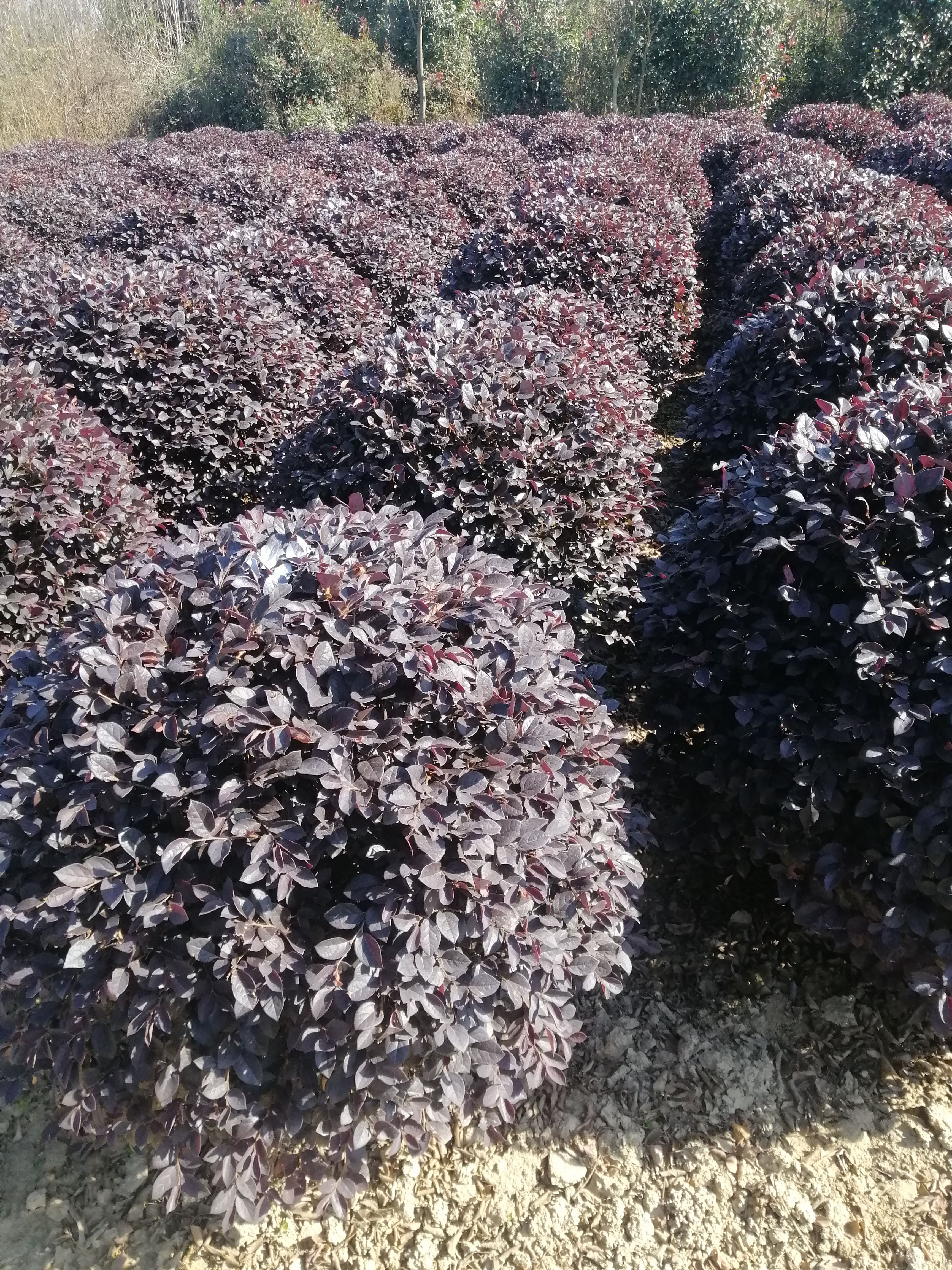 双面红  红花继木球