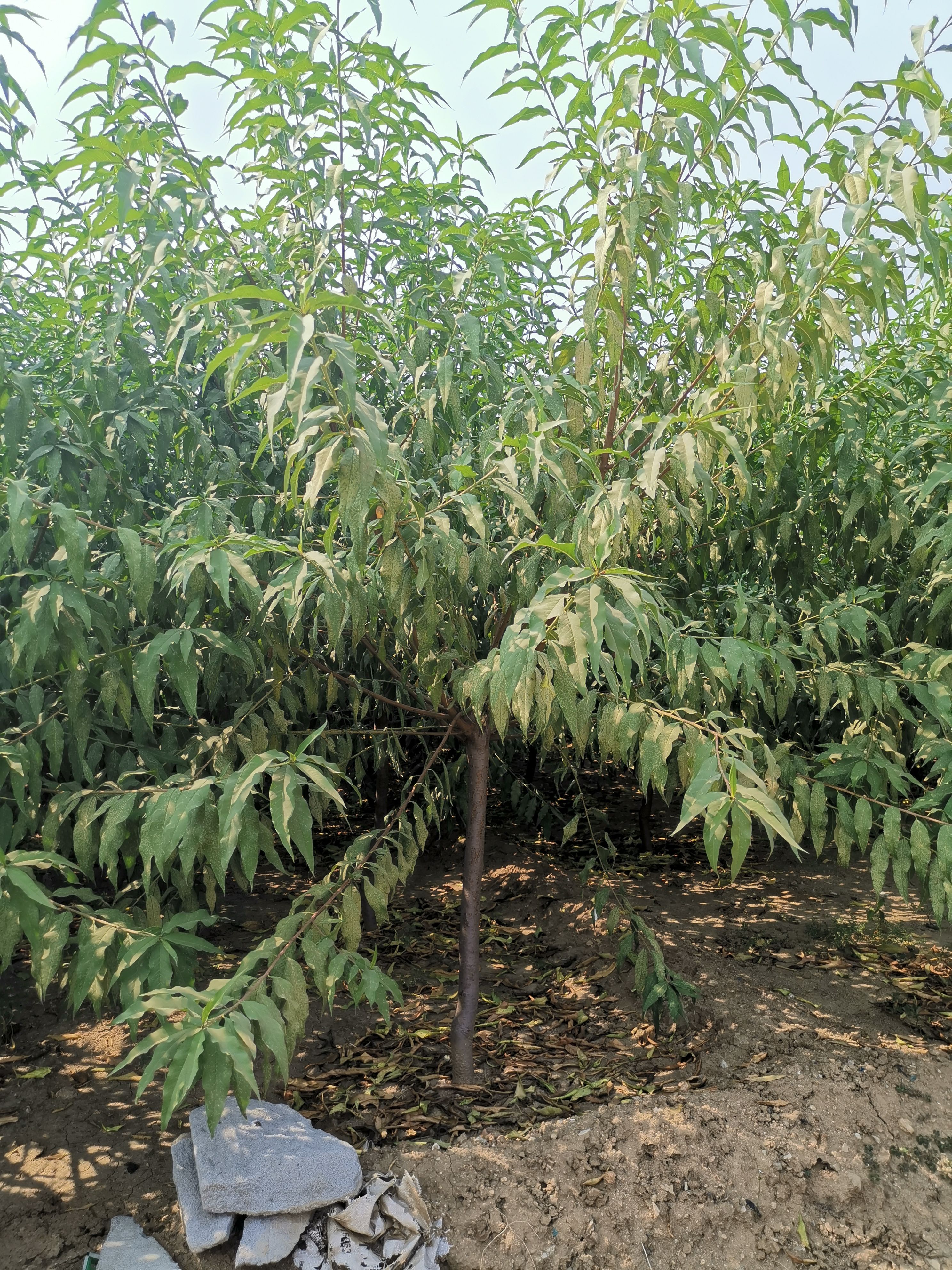 4公分菊花碧桃，5公分菊花碧桃