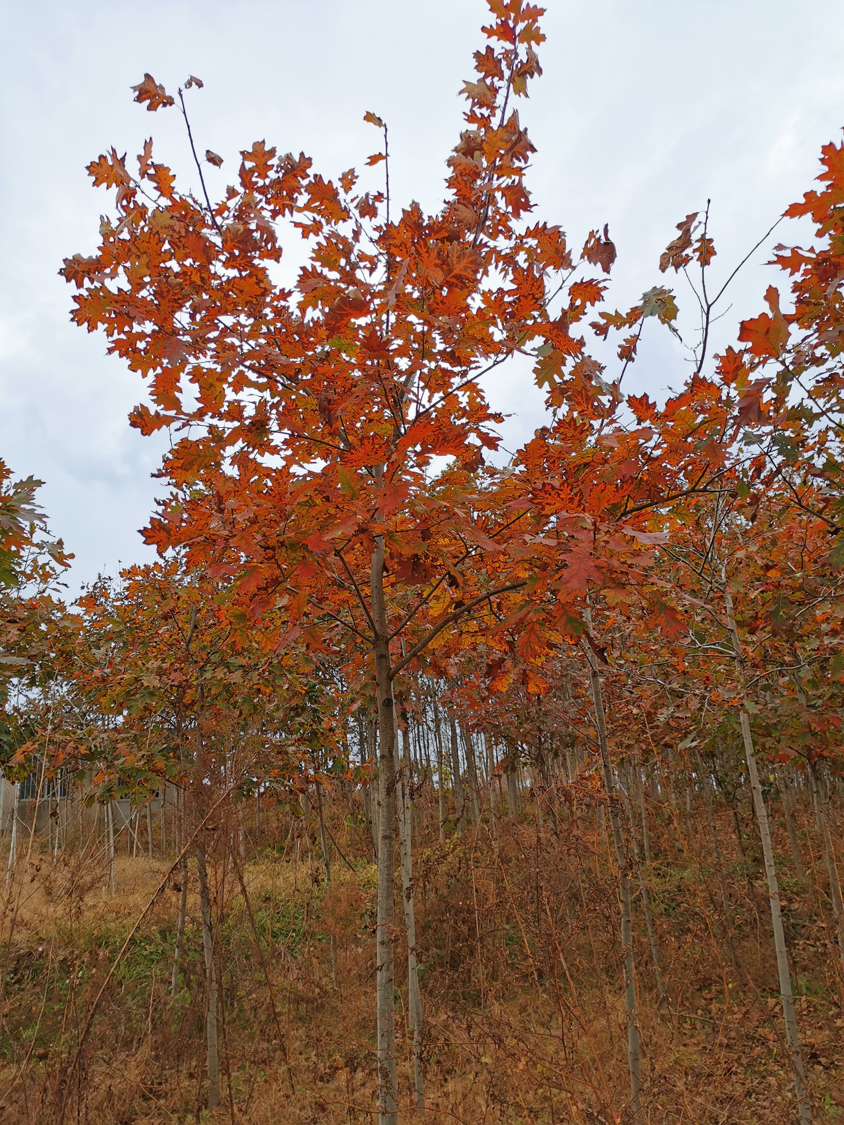 北美红栎 欧洲红栎