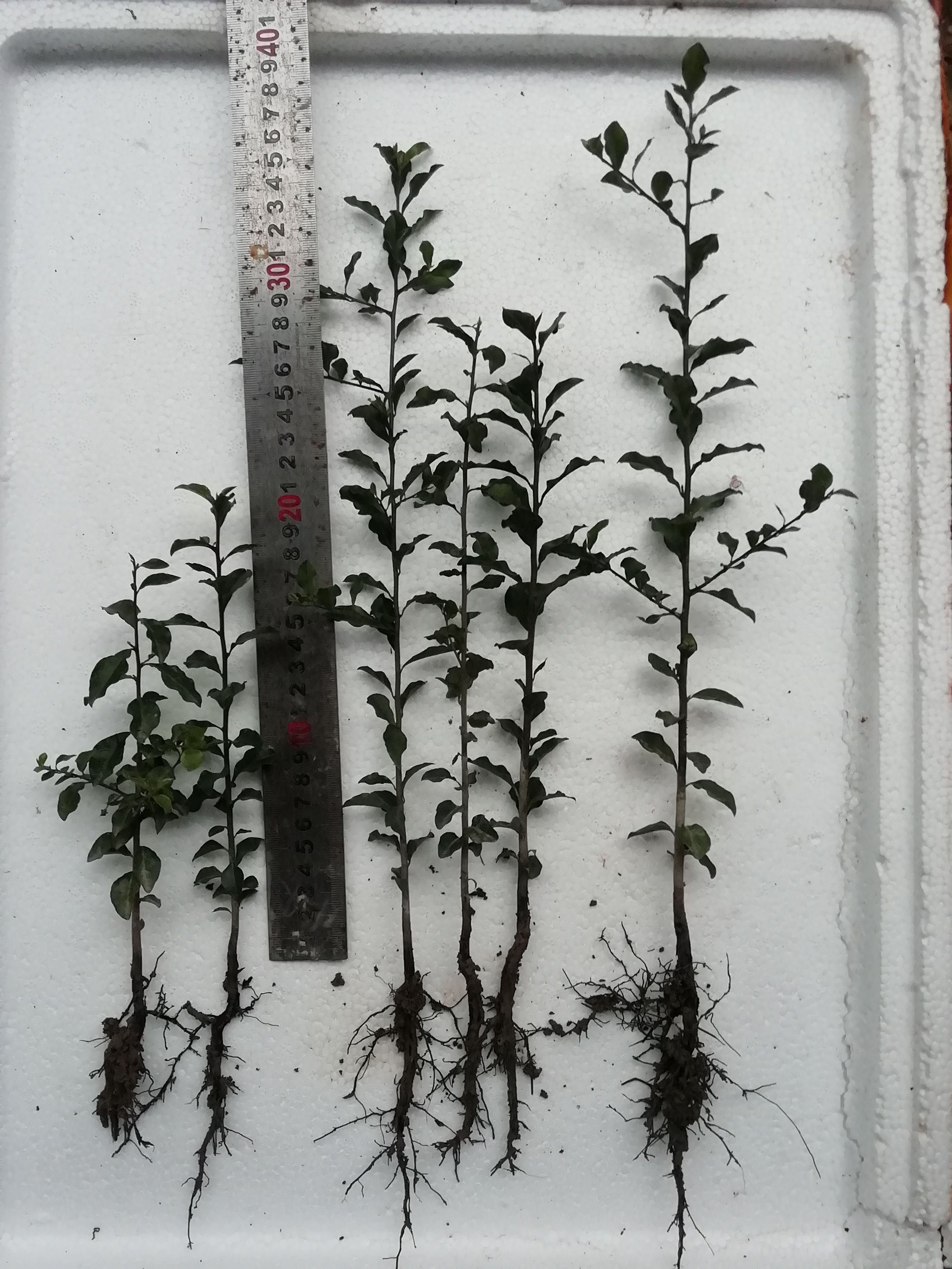 四川灌木金弹子苗，高度60～100厘米的