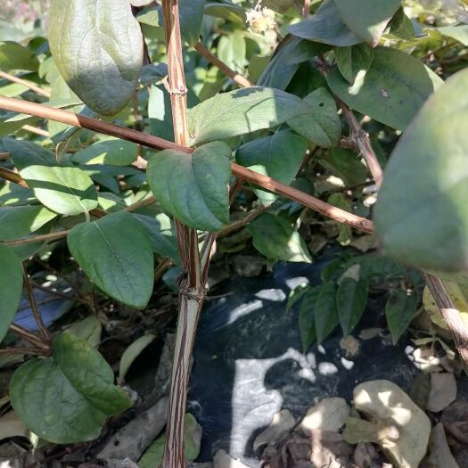 隆回县 湘蕾5号金银花苗，根系发达成活率高抗病虫强