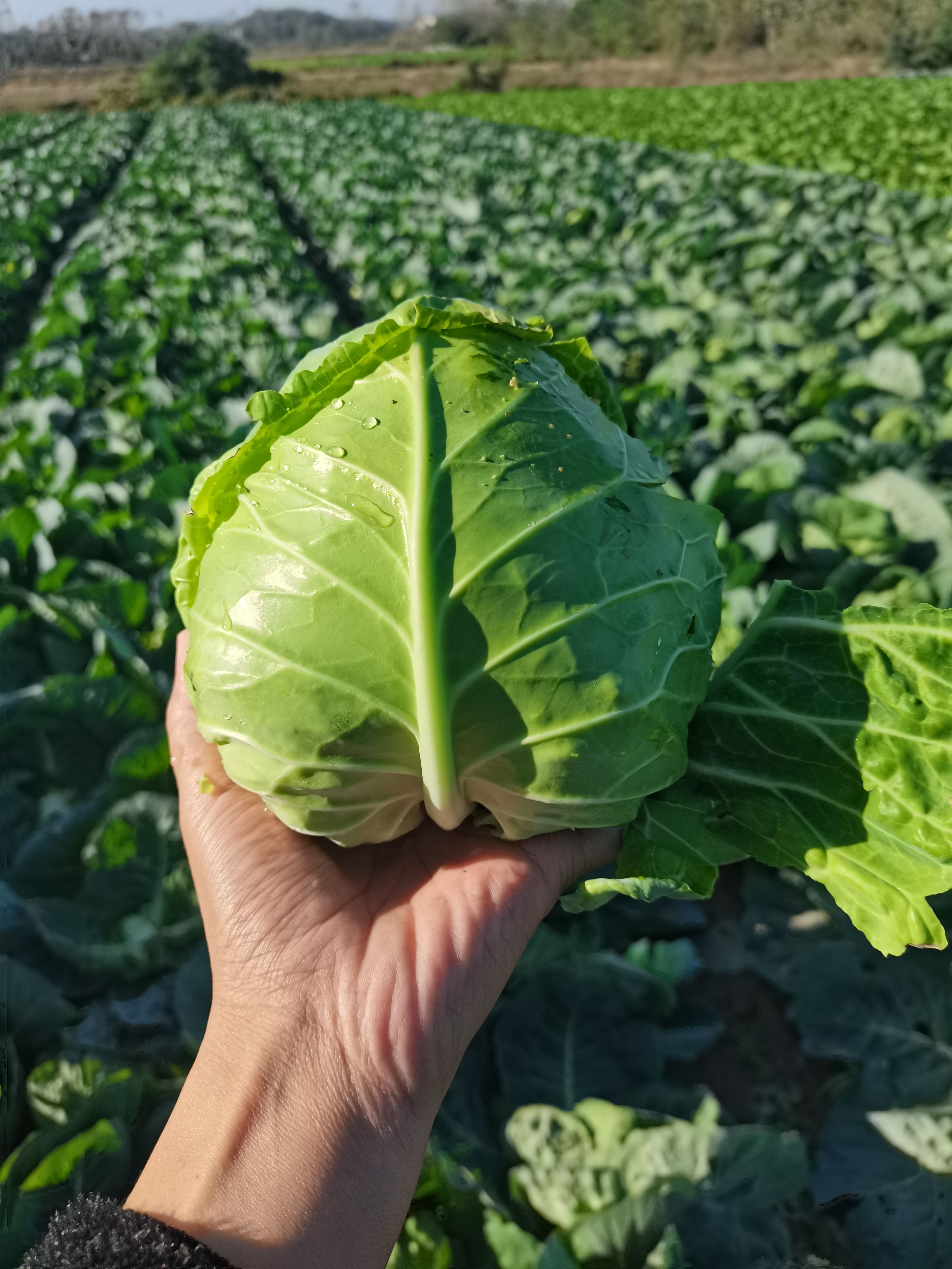 新鲜蔬菜奥奇娜甘蓝包菜  湖北嘉鱼奥奇娜包菜大量上市。优惠多
