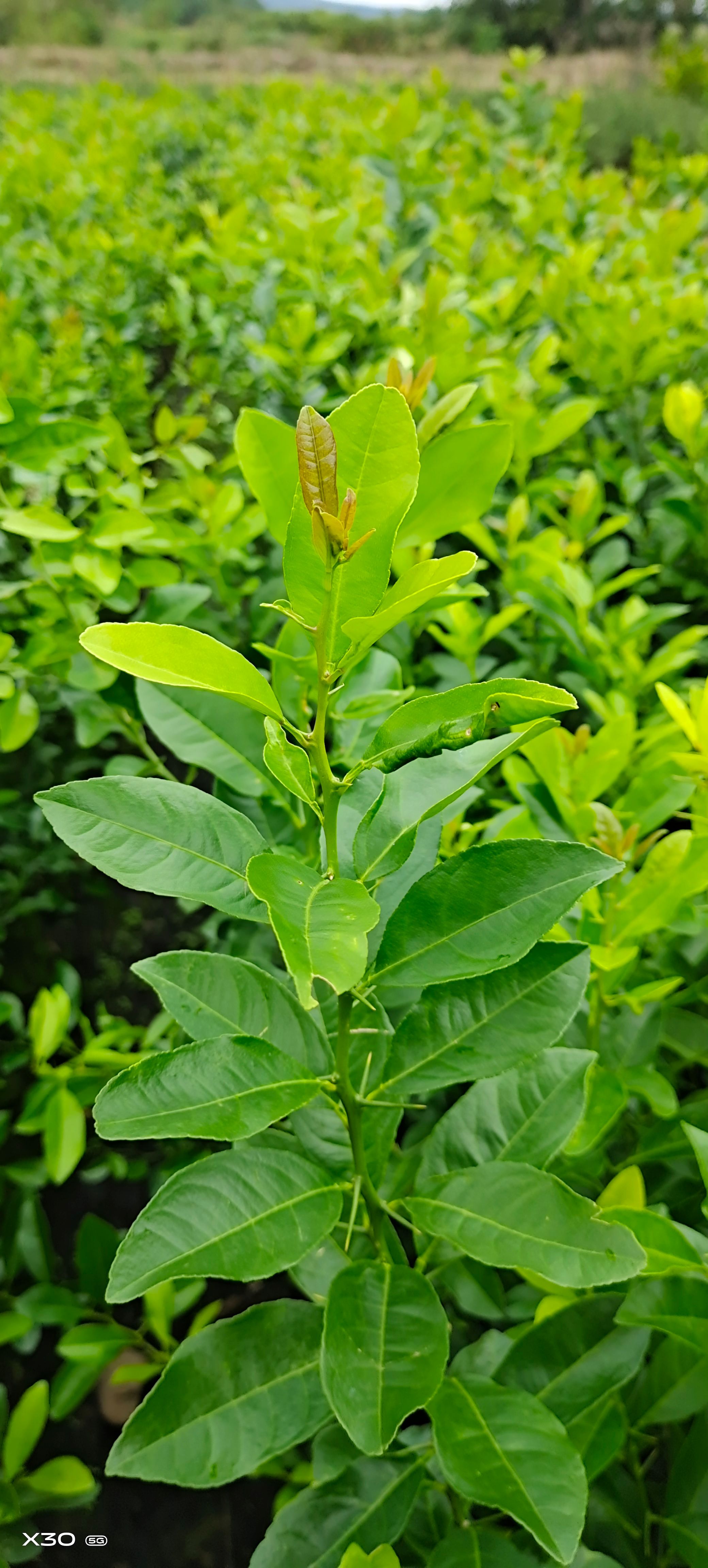 土柠檬苗   柠檬苗  红芽柠檬苗 红芽柠檬小苗100株起卖
