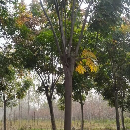 西华县 栾树供应8-11-13-16公分黄山栾树南栾树