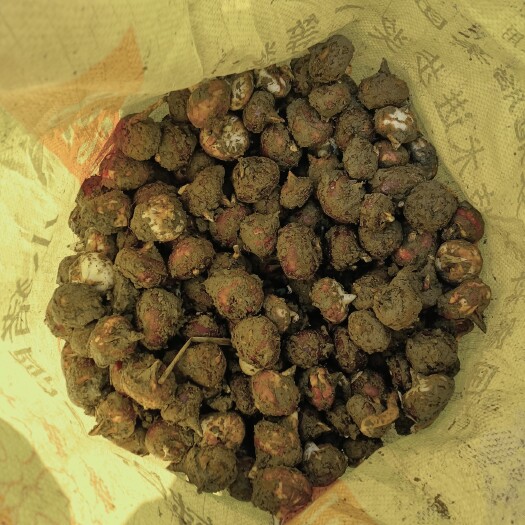 乐昌市马蹄 第二车终于完成，祝老板大卖，欢迎继续砸单。